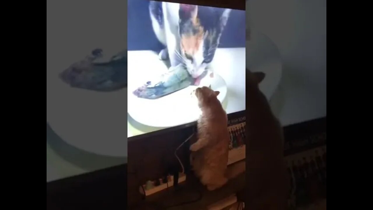 Cat need fish 🤣🤣