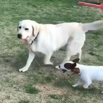 Labrador Retriever walks Jack Russell on leash