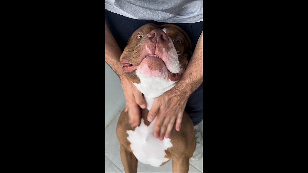 CHOCO BATH TIME 🧼 #dogasmr #asmr #dogcare #dogbath #dogbathtime #doglover #bully