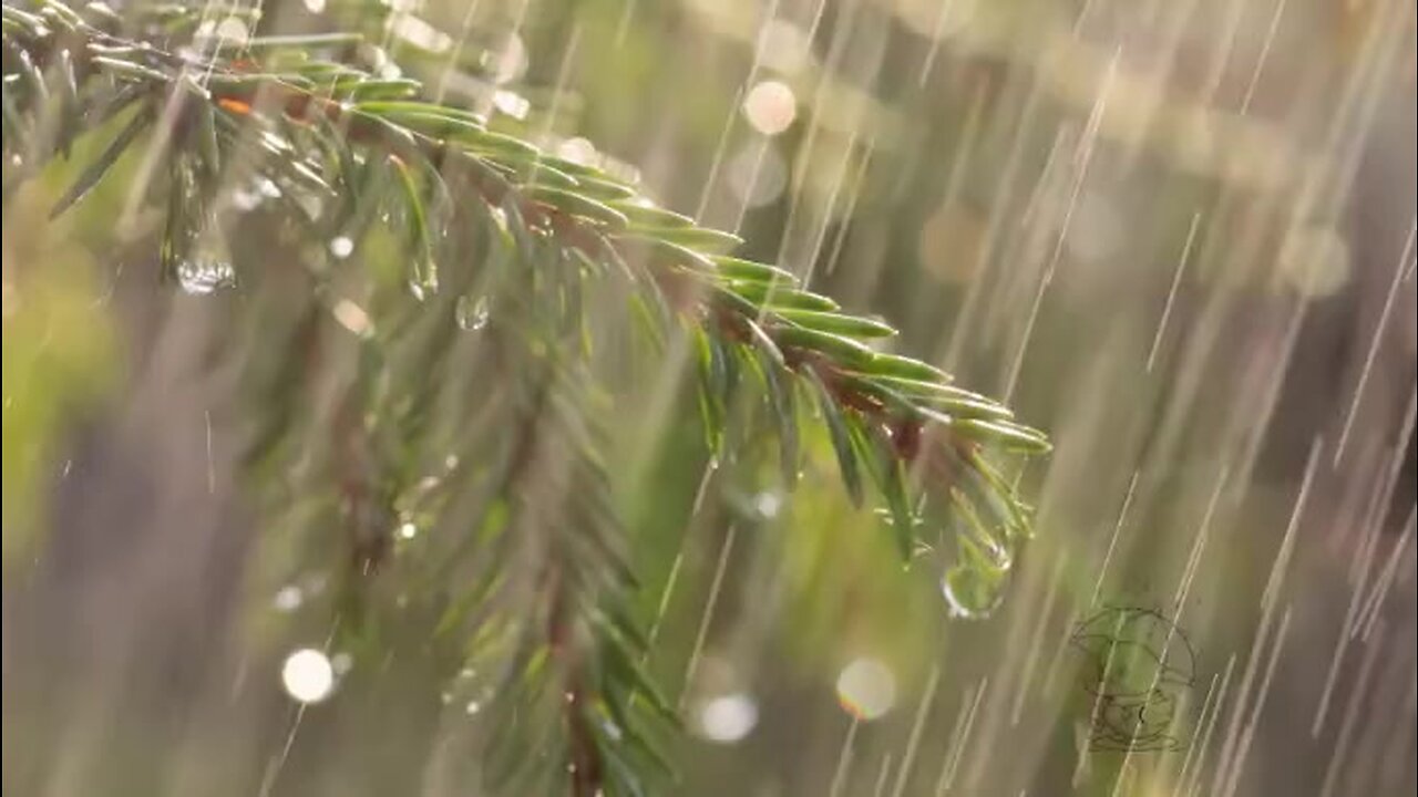 3 HORAS de chuva suave noturna, sons de chuva para um sono relaxante, insônia, meditação, estudo