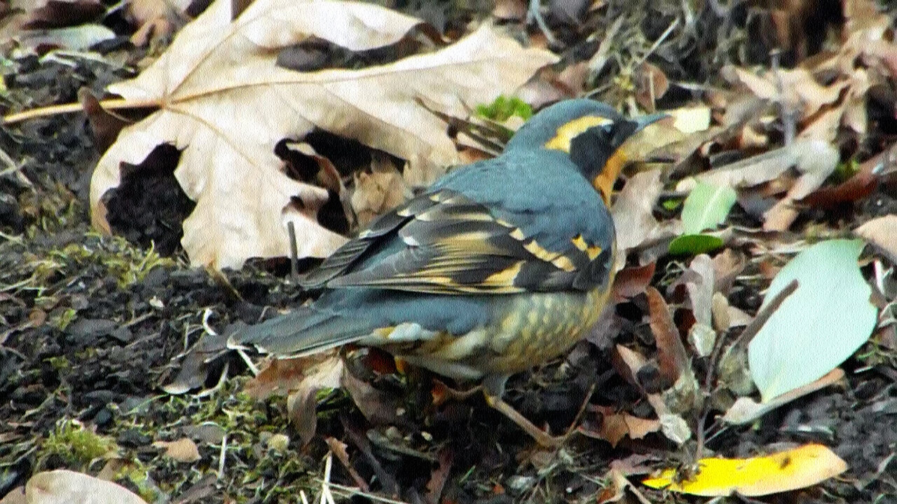 Varied Thrush