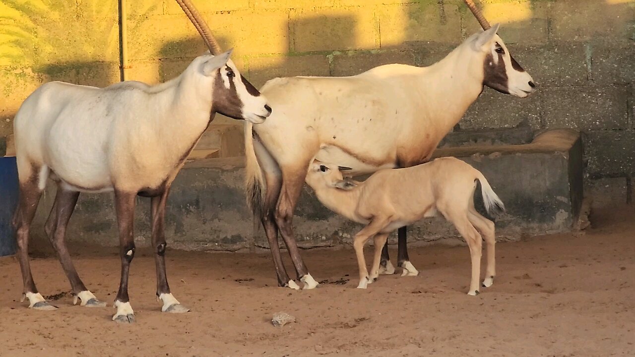 Oryx Mama feeding baby Calf @zoo