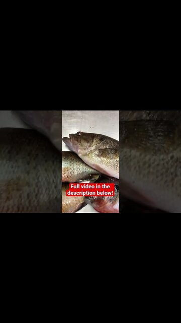 Good mess of fish! Full video in description.