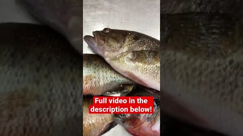 Good mess of fish! Full video in description.