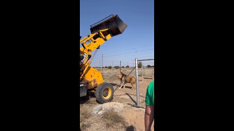 Feeding lions