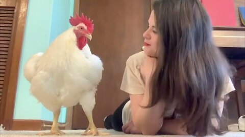 Chicken raised for meat is convinced he's a dog