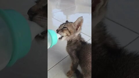 kitten drink milk from baby milk bottle, kitten drink, kitten #suggested #viralvideo #trending