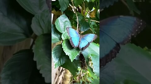 The blue morpho butterfly🦋.