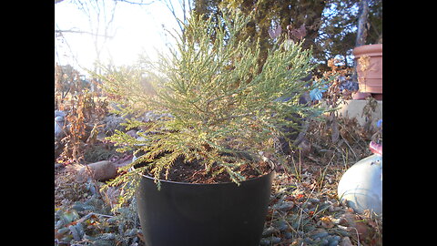 Tree Prayers For You Giant Sequoia Dec 2022