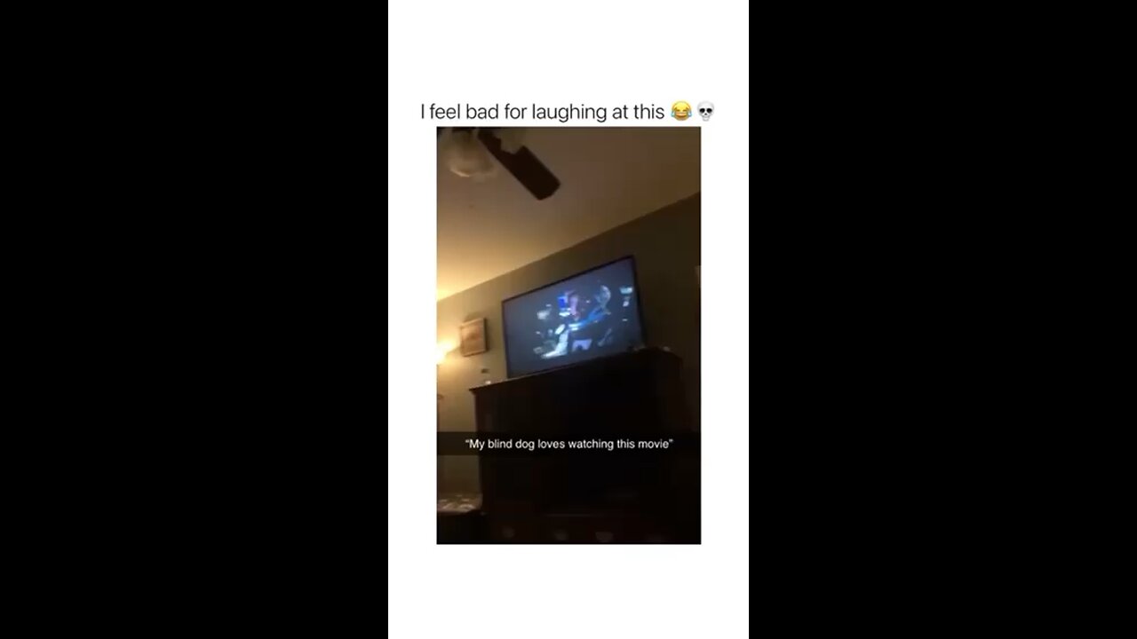 Blind Dog Loves His Movies