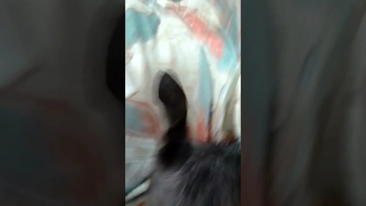 Zariguim comendo o próprio pé.