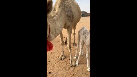 #camel