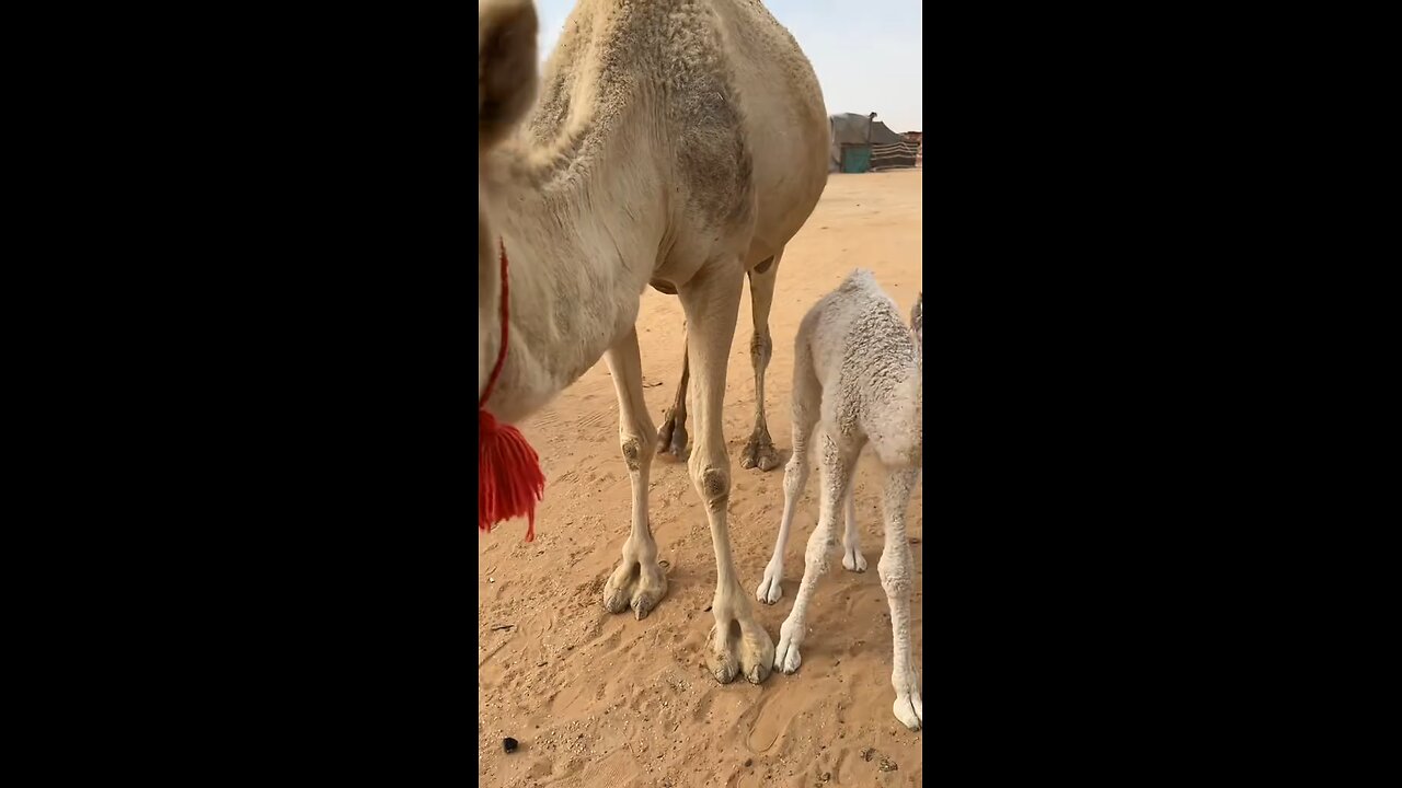 #camel