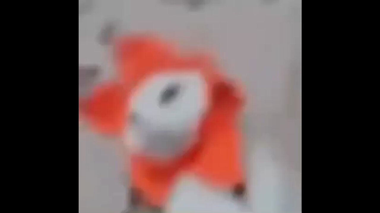 Cat dancing