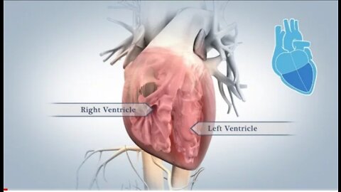 Anatomy of the heart #hratt