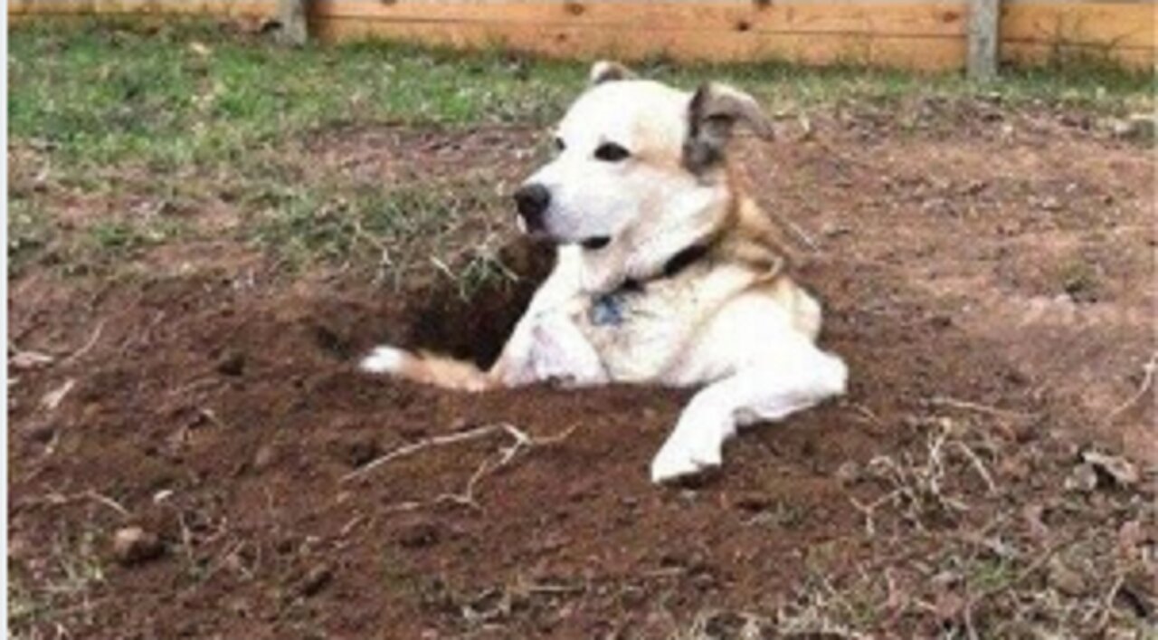 You will LAUGH SO HARD that YOU WILL FAINT - FUNNY DOG compilation