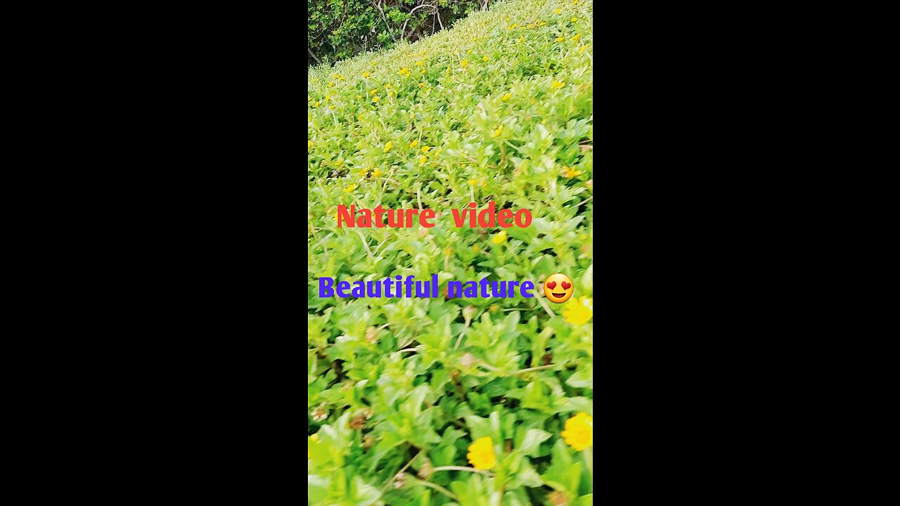 Beautiful nature, greenery video, nice nature video