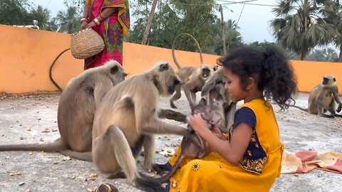 Monkeys love this little girl very much?🐒🙁