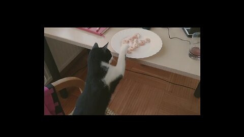 My cat stole my shrimps