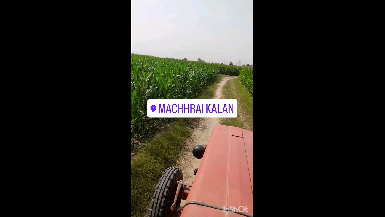 watching my maize 🌽 crop