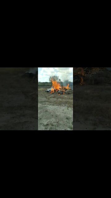Colocando fogo nas coivaras, esperar as chuvas para plantar