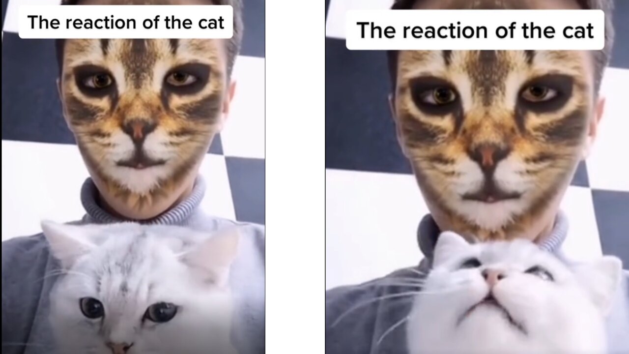 Cat's Reaction to Being Pranked by Owner With Fake Feline Delights Viewers