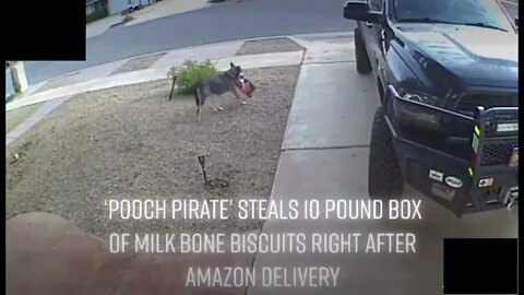 Pooch Pirate Busted