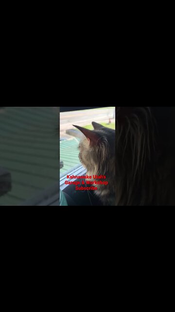 Somethings eary about this lol - #shorts