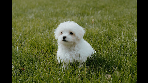 2 PUPPY PLAYING