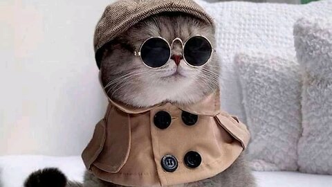 Baby And Cat Fun And Cute #5 - Funny Baby Videos in 2024