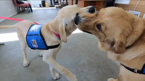 Veterans can get service animals at no cost, thanks to Valor Service Dogs