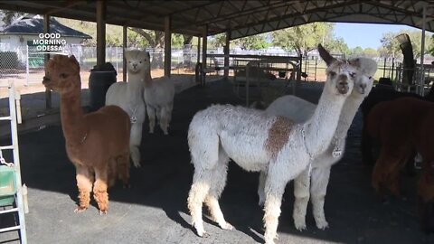 Golden Spirit Alpaca Farm showcases unique animal