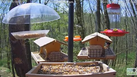 3 Red Breasted Grosbeaks Birdfeeder 2 5/3/20