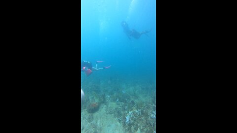 Third lung diving #ocean #diving #lobster #florida