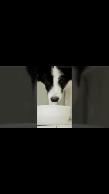 Dog Sounds #Shorts 🎙