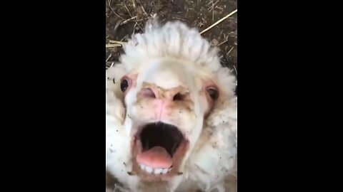 baaaaaaaaaaaaaaa