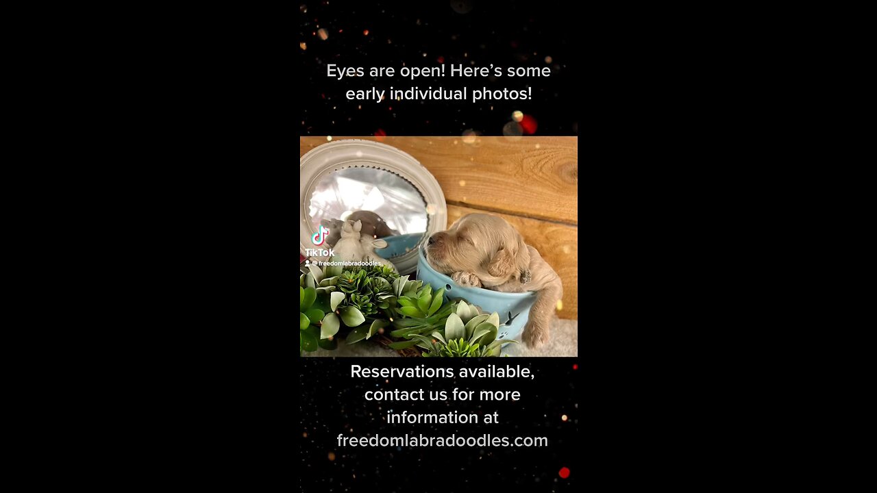 Spring Labradoodle Reservations are available