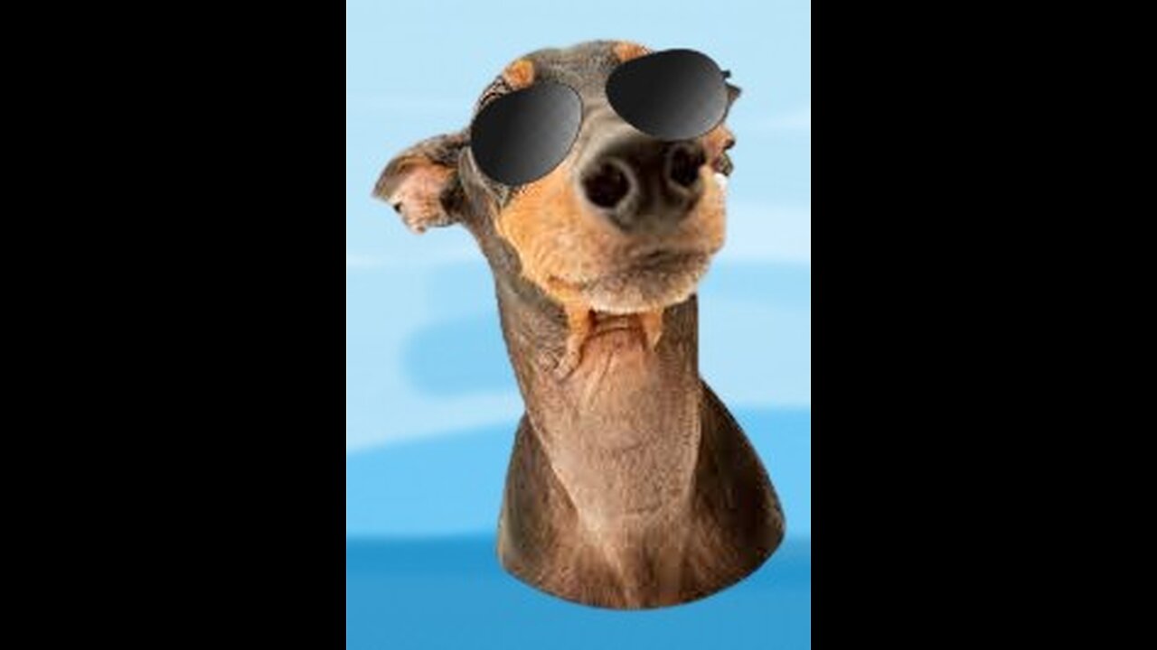 humorous animal