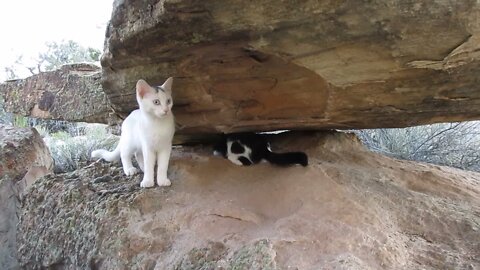 Our Cats #26: Cats 'Find' Themselves Under Boulder Rooftop