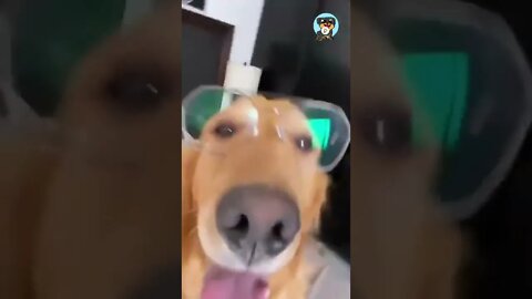 BEST 😍FUNNY😍 PET VIDEOS #22 - Try Not To Laugh #shorts