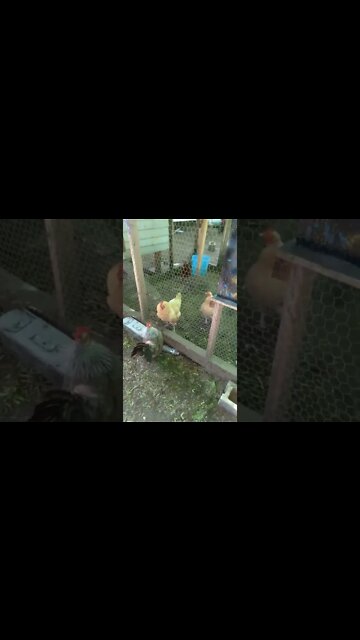 Imperial chicken vs Guard Skyrim meme