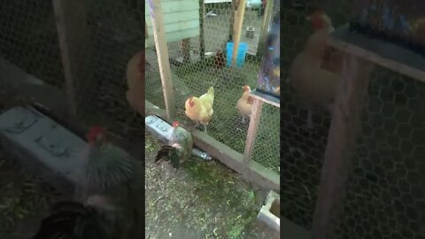 Imperial chicken vs Guard Skyrim meme