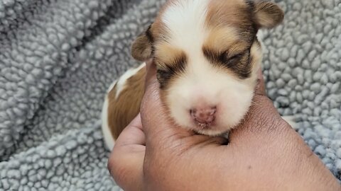 Misti vs. Nickie...Red Parti Girls