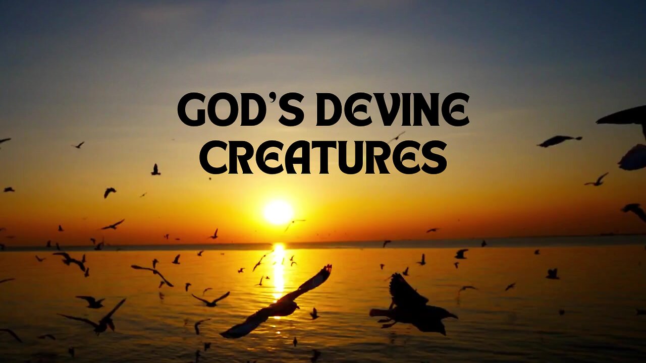 God's Devine Creatures with Relaxing Music and Scripture