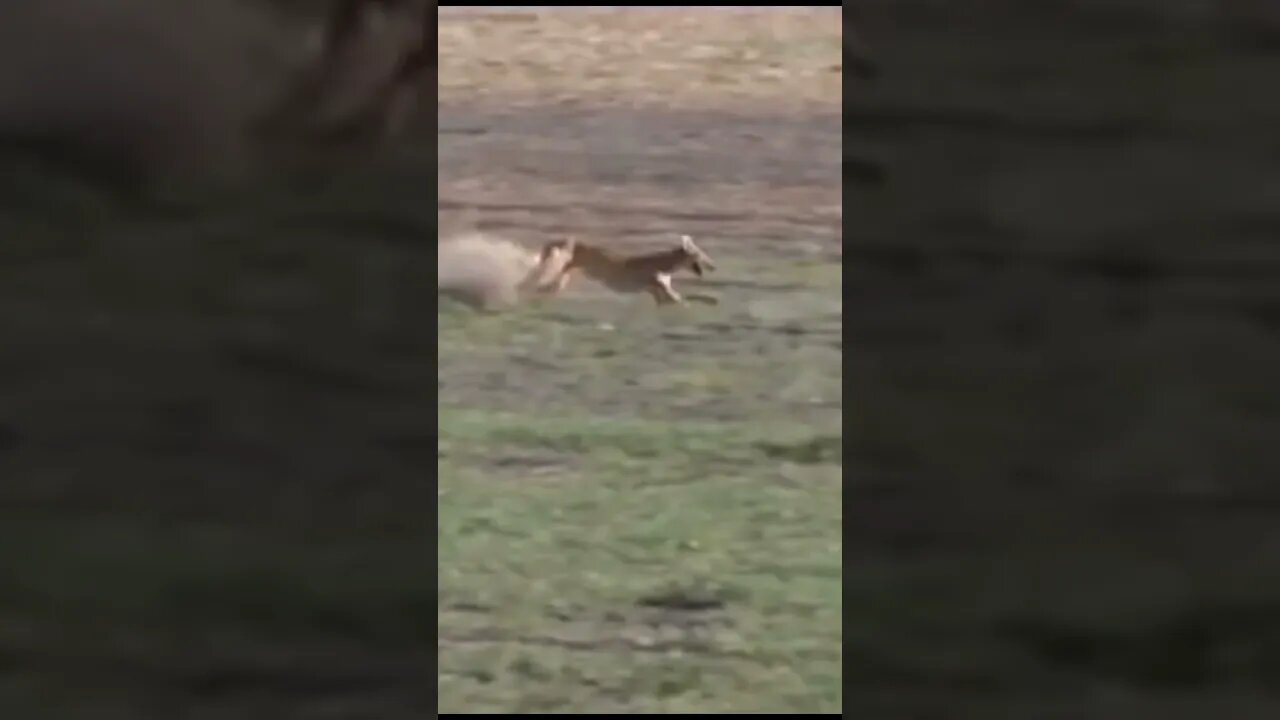 Part 3 unbelievable 😱 Hare 🐇 with high speed chasing from two Greyhounds Dogs 🐕 Galgos y liebres