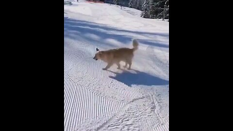 This dog loves sliding in the snow