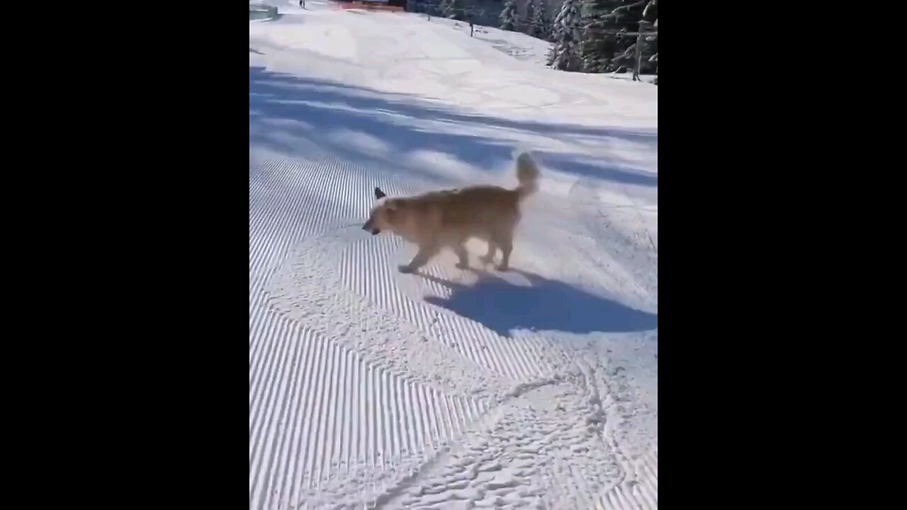 This dog loves sliding in the snow