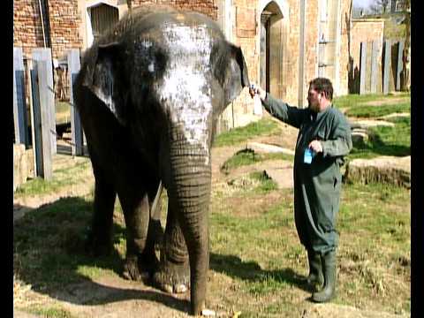 Elephant Uses Moisturizer