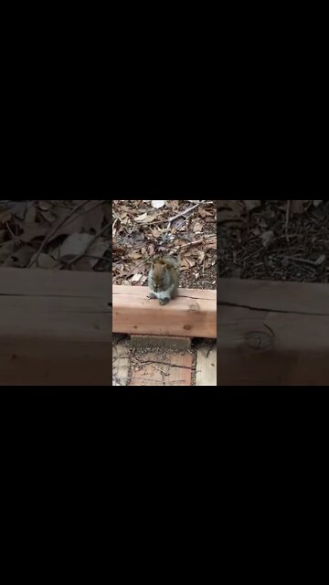 Squirrels are the cutest wildlife