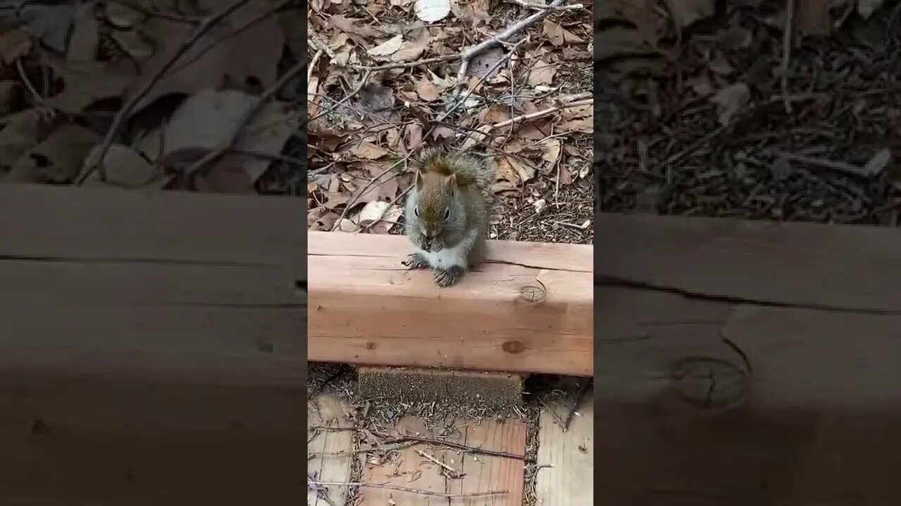 Squirrels are the cutest wildlife